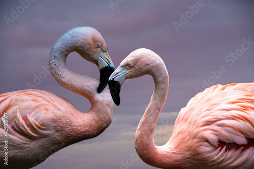 American Flamingos. The American flamingo (Phoenicopterus ruber) is a large species of flamingo also known as the Caribbean flamingo