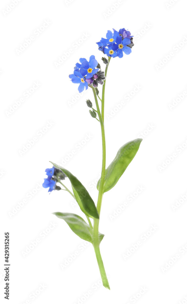 Obraz premium Beautiful blue Forget-me-not flowers isolated on white