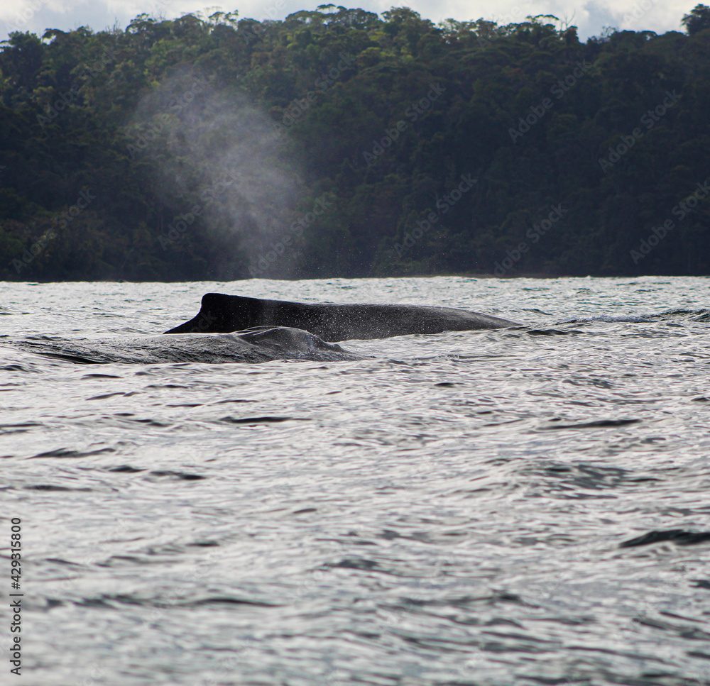 Fototapeta premium Humpback Whales