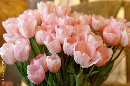 pink and white tulips