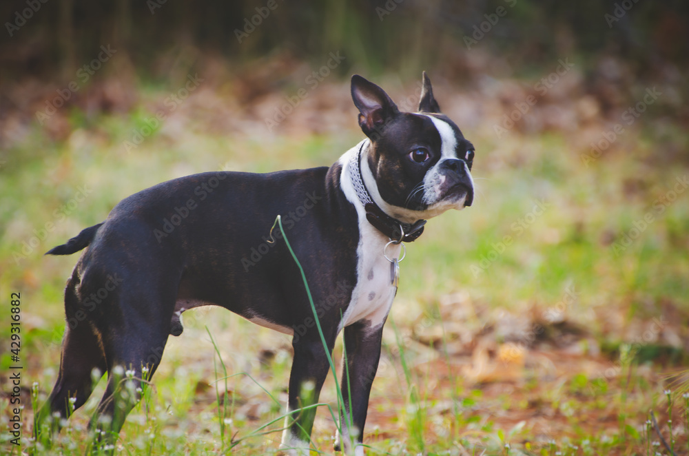 Boston Terrier dog pet aimal 