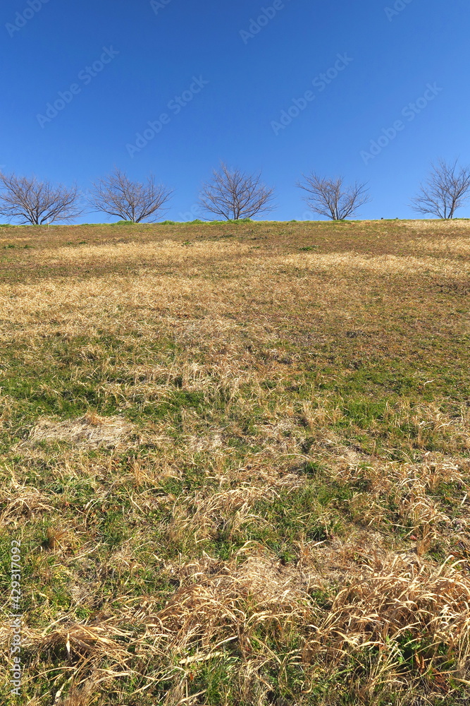 Fototapeta premium 桜並木のある枯れ草と若草の混じる冬の江戸川土手風景