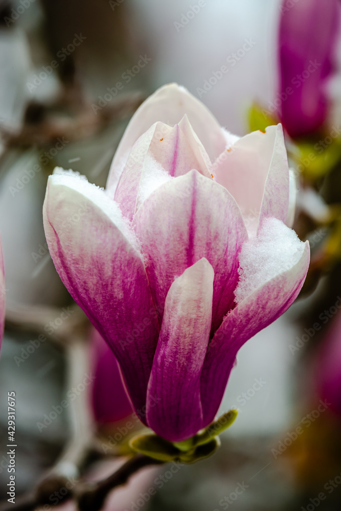 Magnolia flowers covered with the snow Magnolia flowers covered with the snow