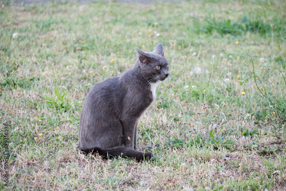 Fototapeta premium Jeune chat de profil .
