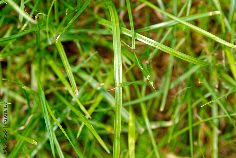 Blades of grass - background, texture. Blades of grass - background, texture.