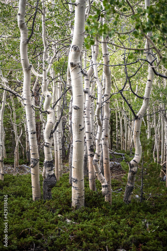 Aspens Grow out of Thick Forest Floor