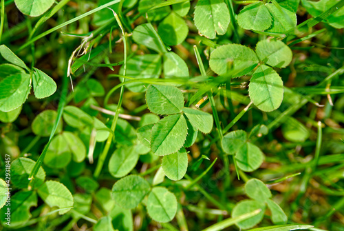 Wallpaper Mural Clover horizontally – garden background, texture. Torontodigital.ca