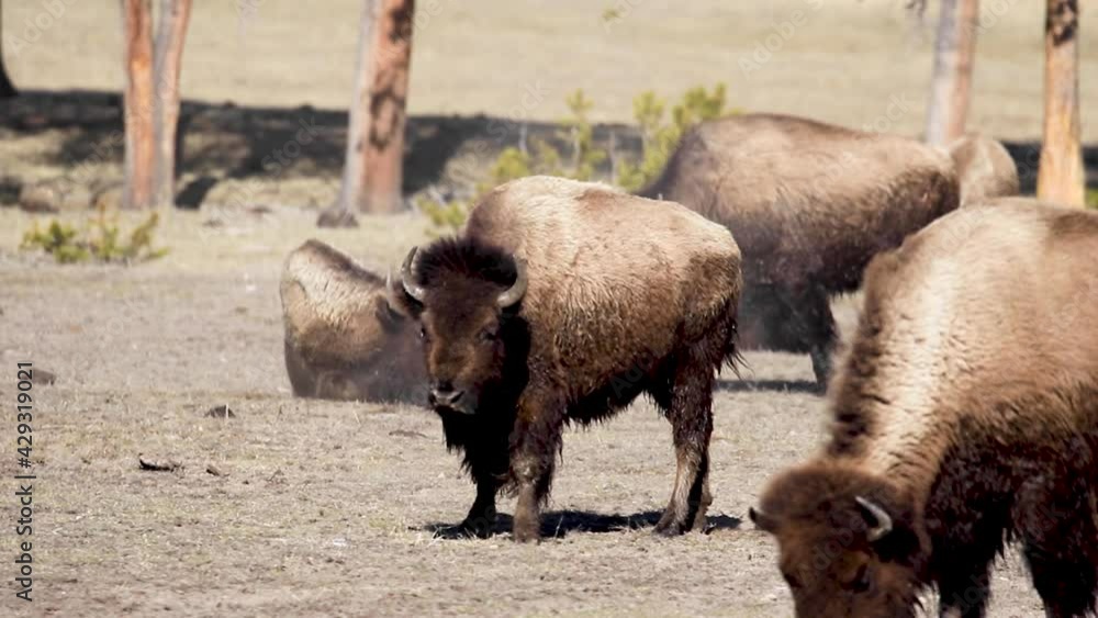 Bison Rolling on their backs in Yellowstone Bison Rolling on their backs in Yellowstone