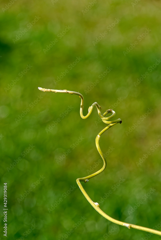 Obraz premium Stalk in the air - on a blurred background.