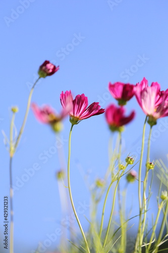 red poppy flowers