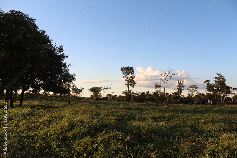 Fototapeta premium nature