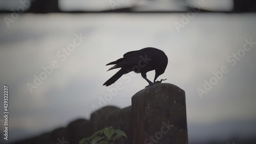 Close-up of a crow pecking food