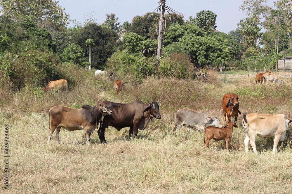 cow are eating grass in the field in Thailand nature background cow are eating grass in the field in Thailand nature background