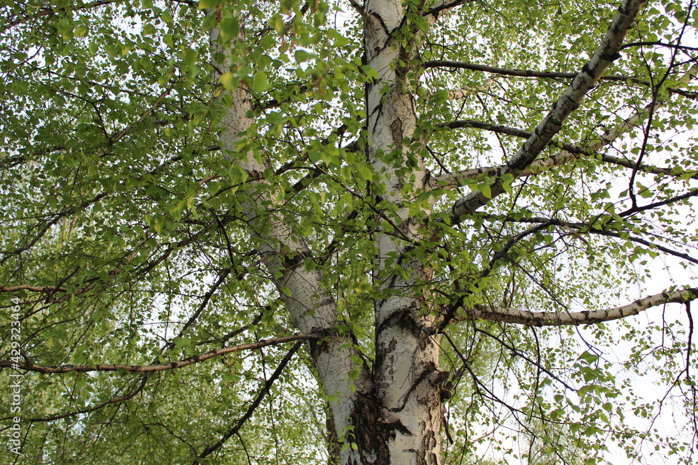 The branches of a birch tree go up into the sky The branches of a birch tree go up into the sky