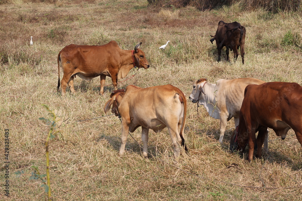 cow are eating grass in the field in Thailand nature background cow are eating grass in the field in Thailand nature background