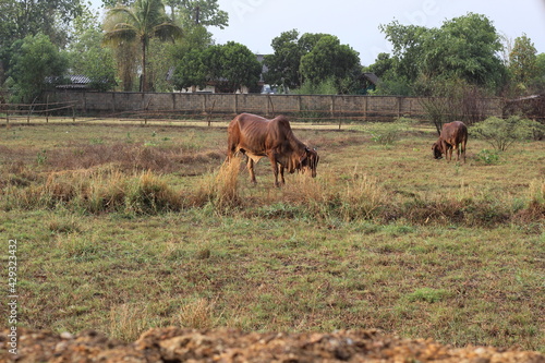 cow are eating grass in the field in Thailand nature background