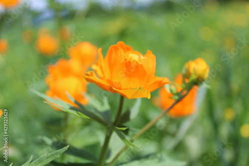 Flower, fire flower, bathing suit, trollius, orange flowers close-up on a green background