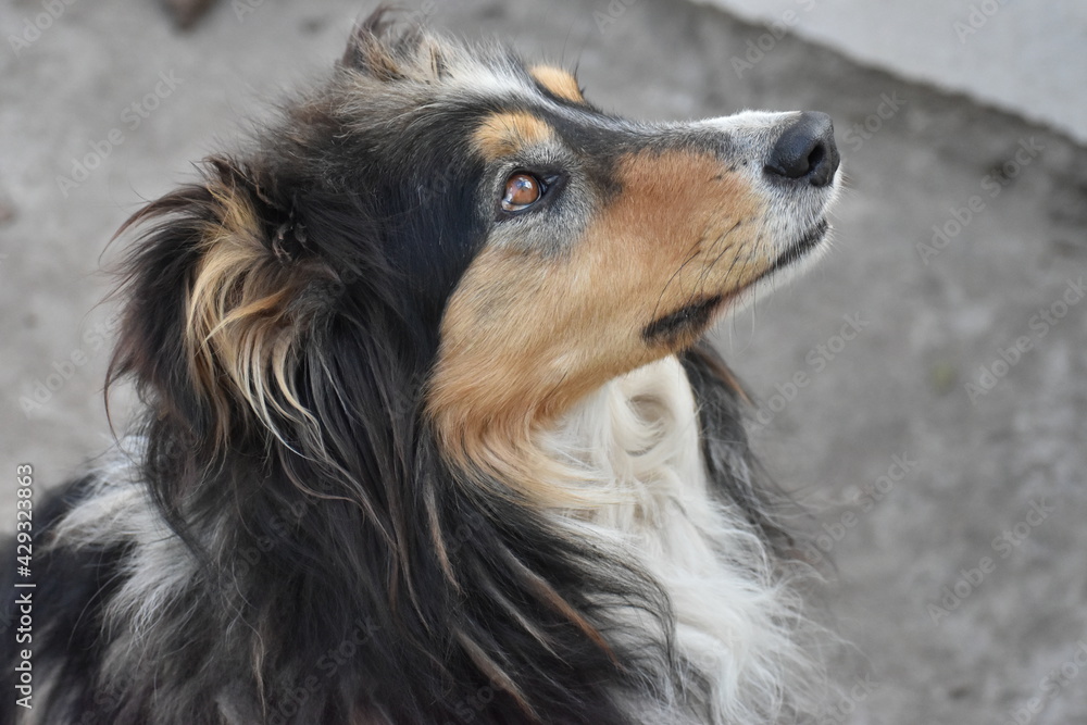 female dog female dog