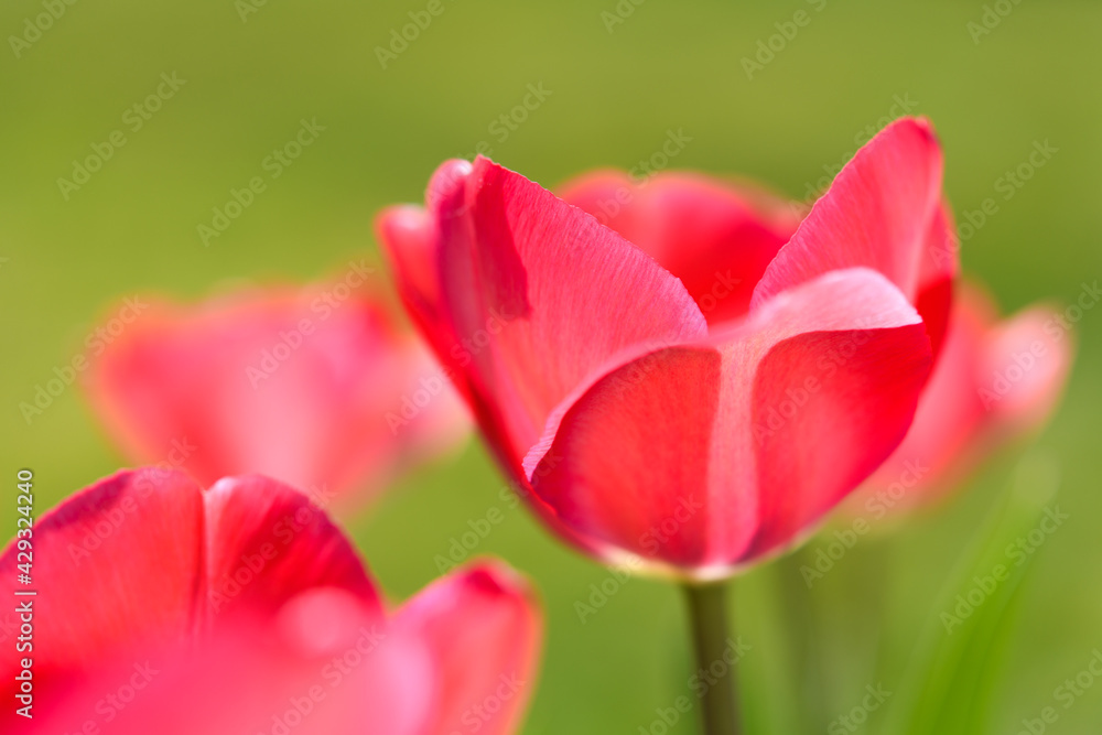 Pink colored tulips with flowers open against a soft green background. with some of the flowers in soft focus Pink colored tulips with flowers open against a soft green background. with some of the flowers in soft focus
