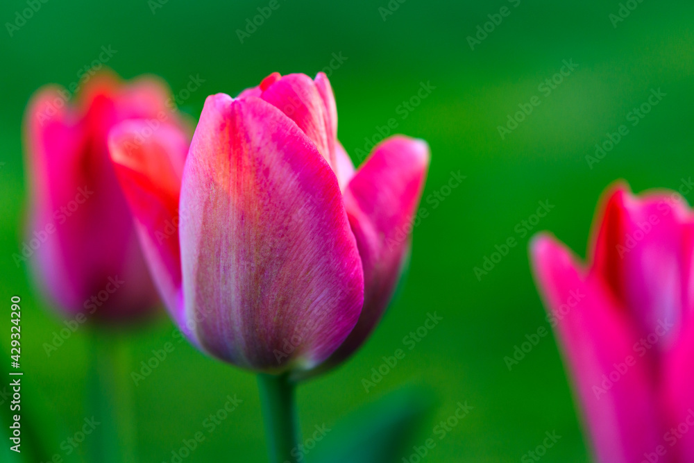 Three deep pink colored tulip flowers open against a soft focus green background, with two of the flowers in out of focus Three deep pink colored tulip flowers open against a soft focus green background, with two of the flowers in out of focus