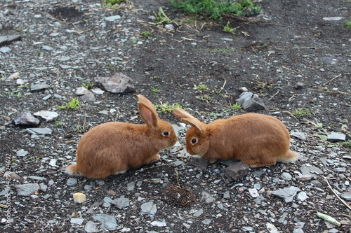 Two brown baby rabbits look at each other