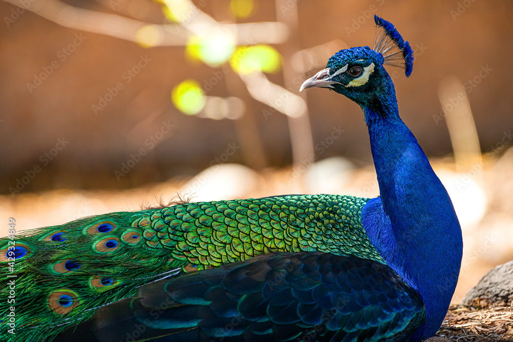 Obraz premium portrait of a peacock