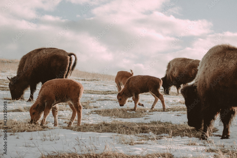 Baby Bison Grazing Baby Bison Grazing