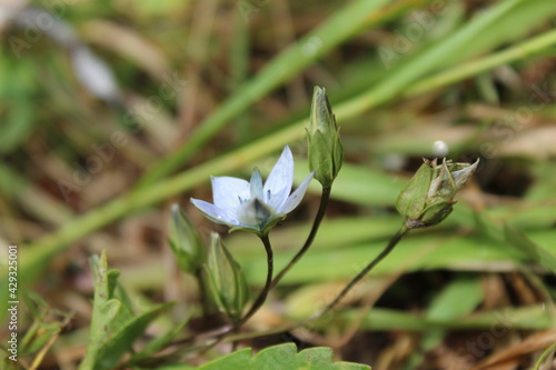 Blooming blue forest flower Lomatogonium carinthiacum in the Baikal forest photo