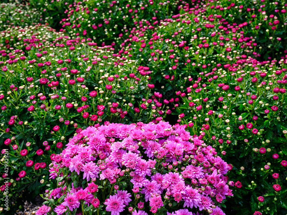 Purple Mums sit in a garden center surrounded by colorful flowers