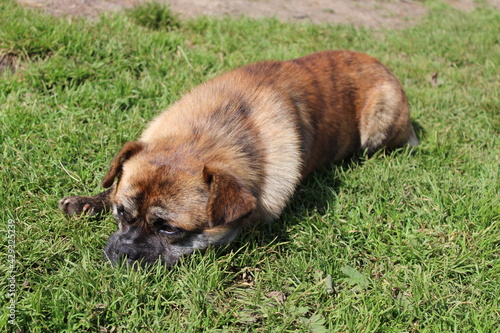 Tired sad cute Border Terrier dog resting on the green grass lawn
