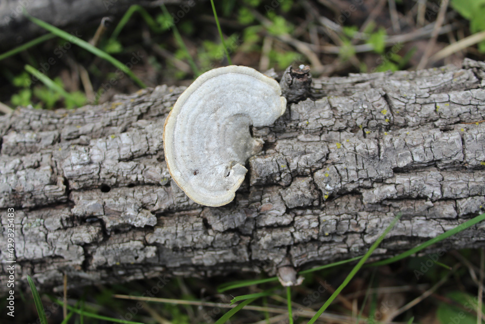 Obraz premium White shelf bracket fungus at Miami Woods in Morton Grove, Illinois