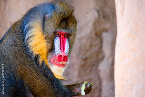 Tapety artystyczne Mandrill 