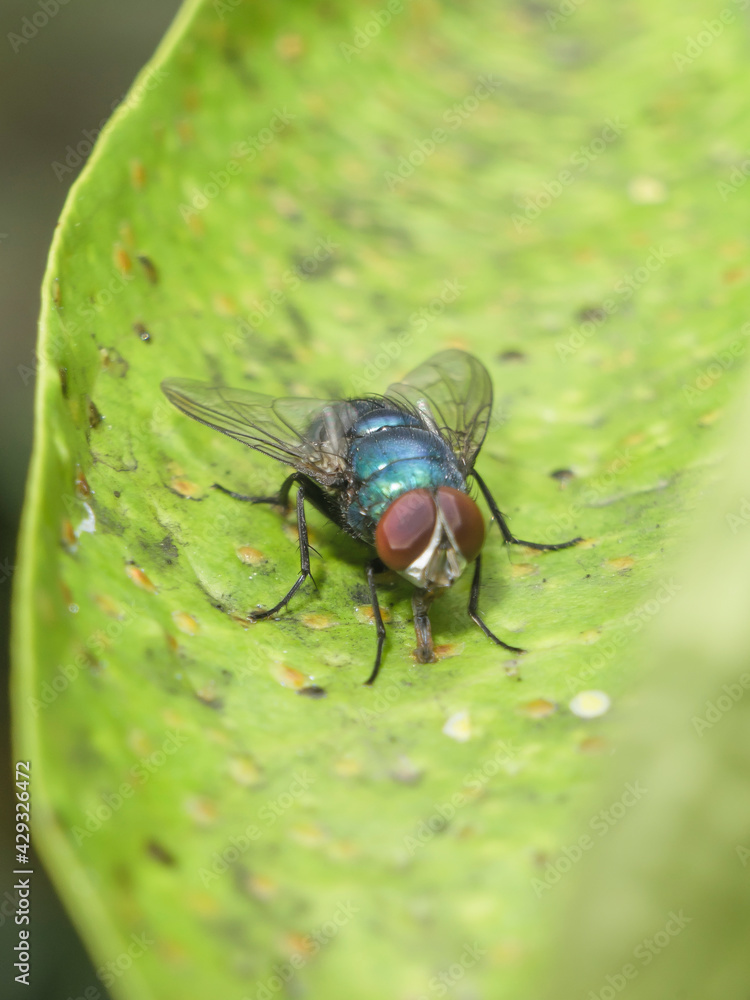 Fototapeta premium Insect fly staying still on the leaf