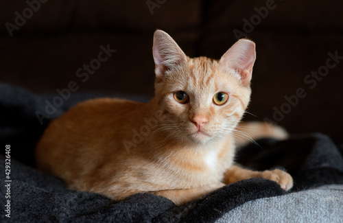 Orange TNT cat 