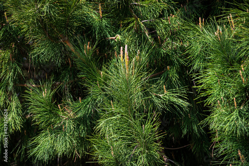 CLose up of the  bright green young coniferous branches on a green blurred background, soft focus