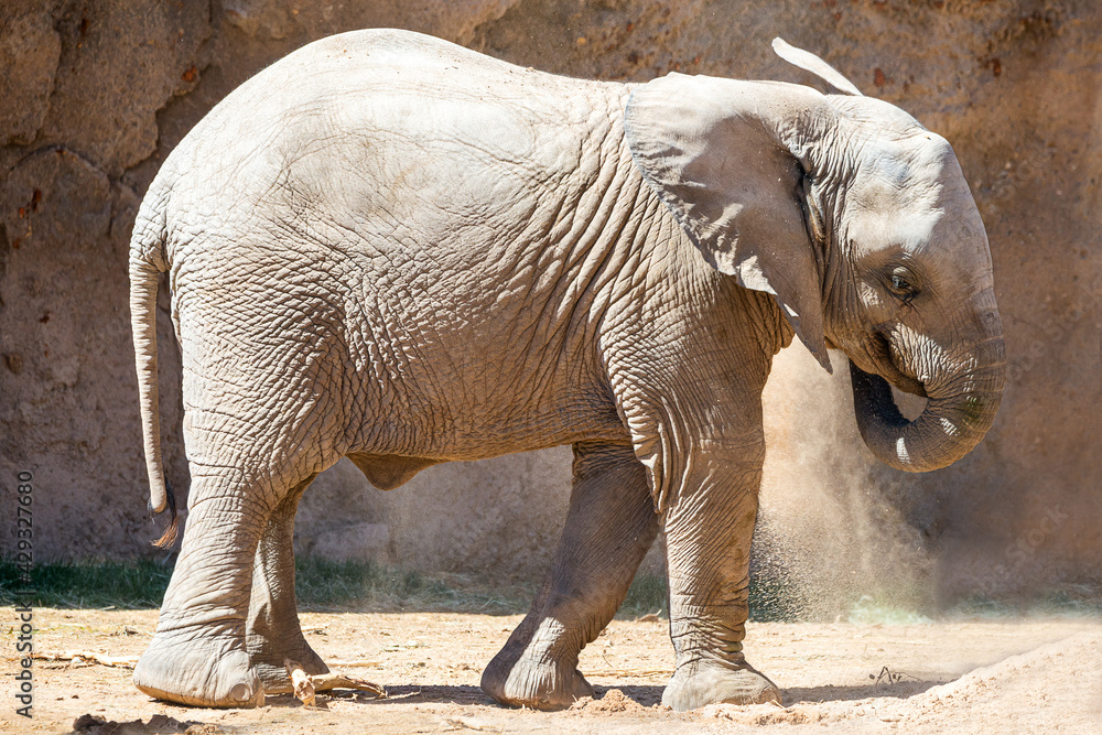 Fototapeta premium Baby Elephant cooling off