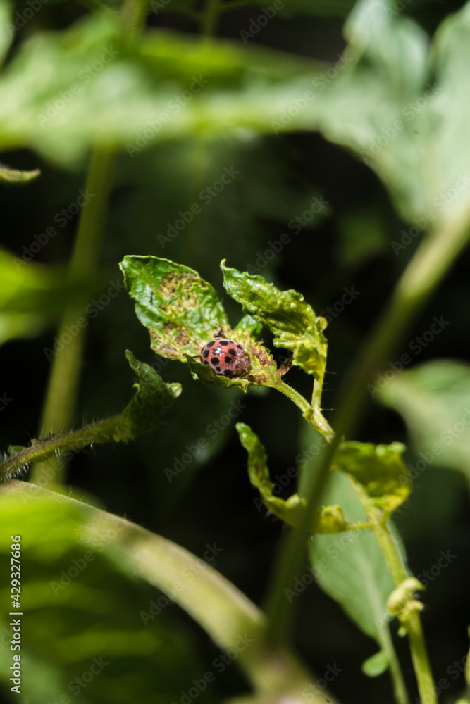 Closeup of the life of ladybug on the leaf Closeup of the life of ladybug on the leaf