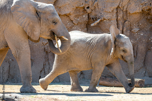 african elephant with calf