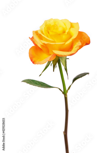 one orange rose isolated on white background.