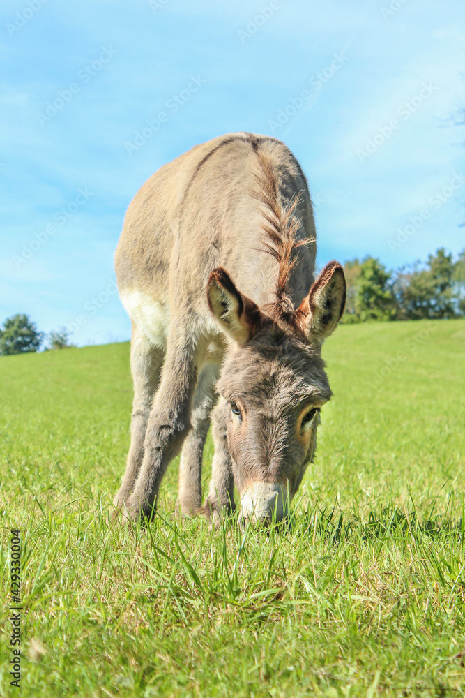 Portrait of a gray donkey grazing on a pasture in summer outdoors Portrait of a gray donkey grazing on a pasture in summer outdoors