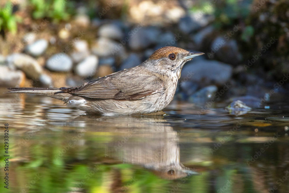 Mönchsgrasmücke (Sylvia atricapilla) Weibchen Mönchsgrasmücke (Sylvia atricapilla) Weibchen