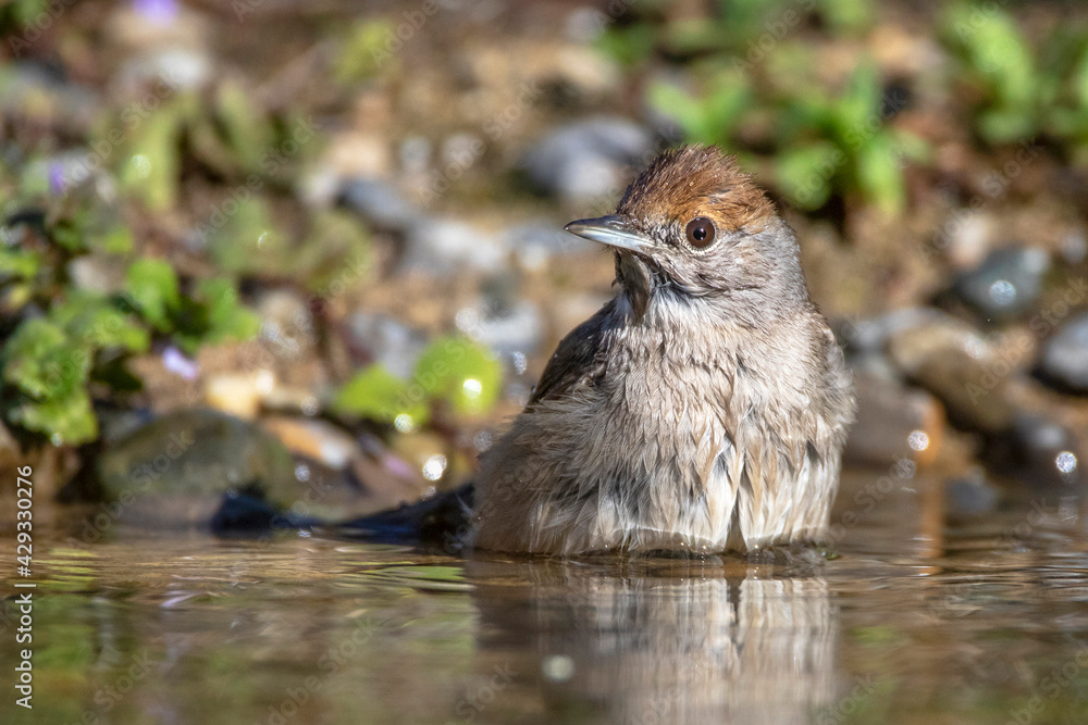 Mönchsgrasmücke (Sylvia atricapilla) Weibchen Mönchsgrasmücke (Sylvia atricapilla) Weibchen