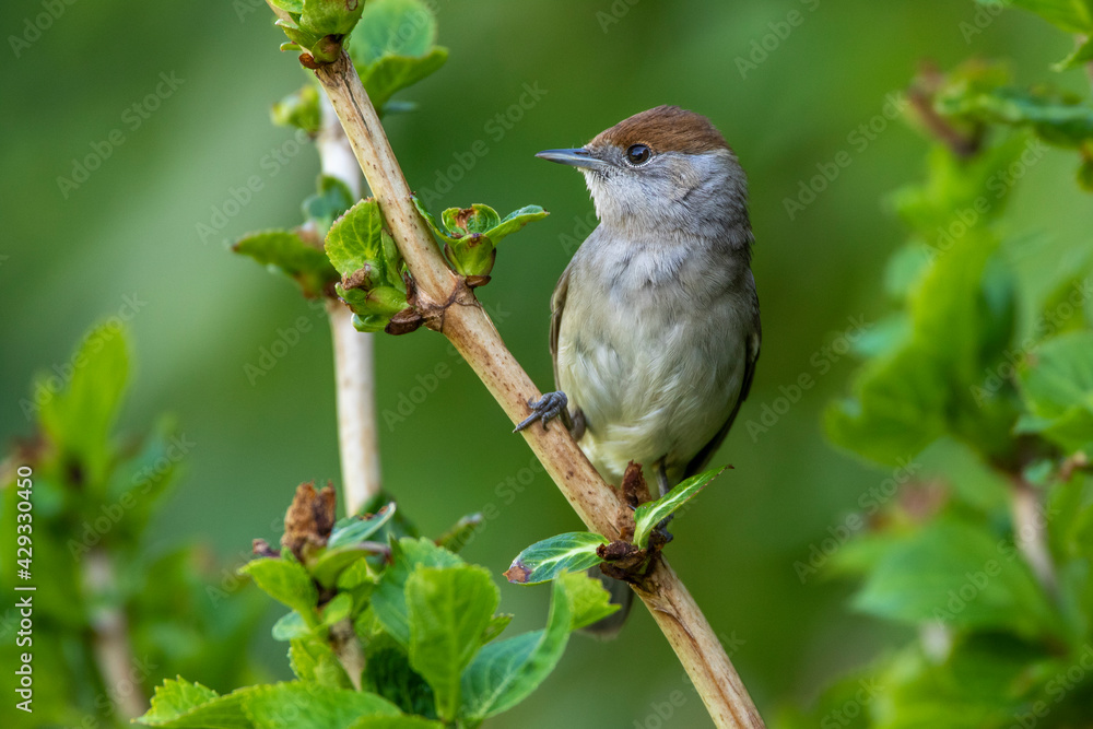 Mönchsgrasmücke (Sylvia atricapilla) Weibchen Mönchsgrasmücke (Sylvia atricapilla) Weibchen