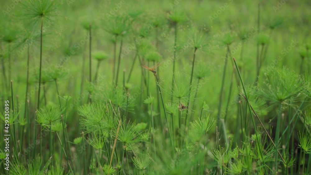 Dragonfly flying around and stick or stand on the water grass Dragonfly flying around and stick or stand on the water grass