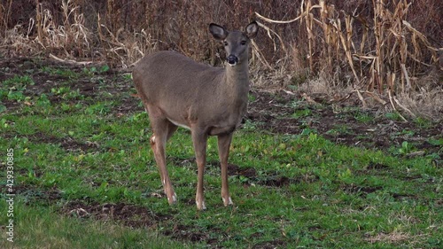 A Nervous Doe is Startled and Looks Up From Eating in a Food Plot