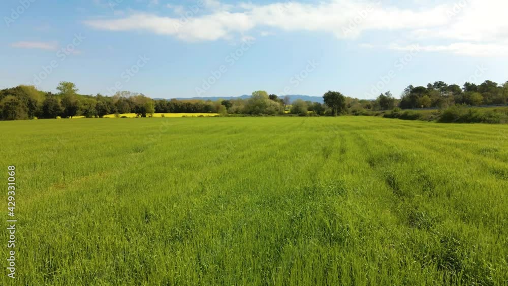 Aerial dolly left over green rapeseed field on beautiful day. Llagostera, Spain Aerial dolly left over green rapeseed field on beautiful day. Llagostera, Spain