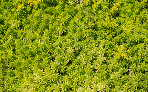 Closeup image of Sedum sp. Crassulaceae texture and background