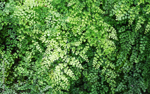 Closeup image of Brittle maidenhair fern or Adiantum tenerum in the garden