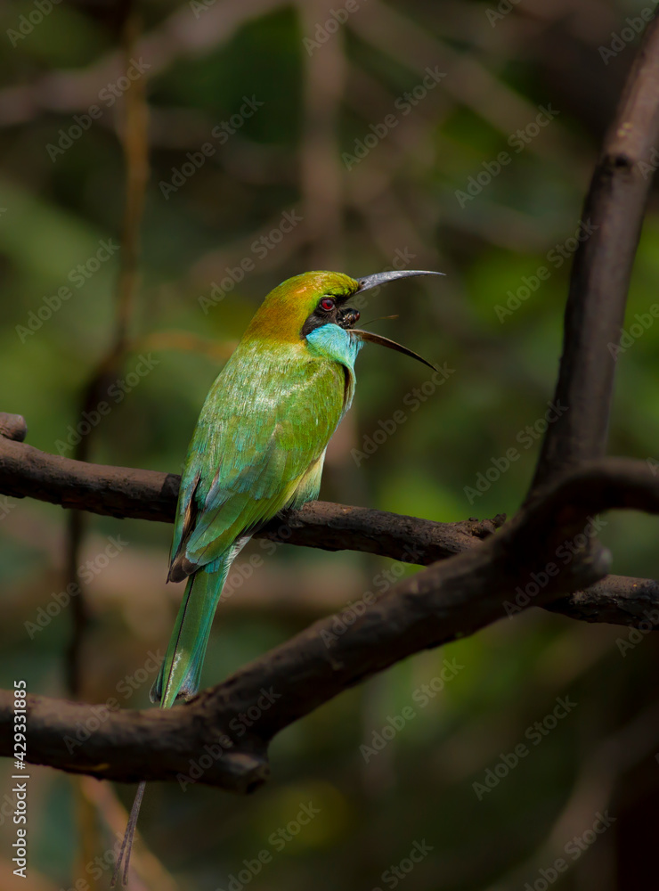 Green Bee Eater, Also known as Merops orientalis. With a bee kill. This bee eater was struggling to swallow the bee that it hunted down. which made it easier for a steady close up shot