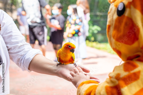 A cute Asian girl wearing a giraffe costume in a new normal state with a face mask, Go on a trip in the zoo, feed the Parrot in the large cage.